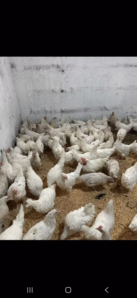 Leghorn
