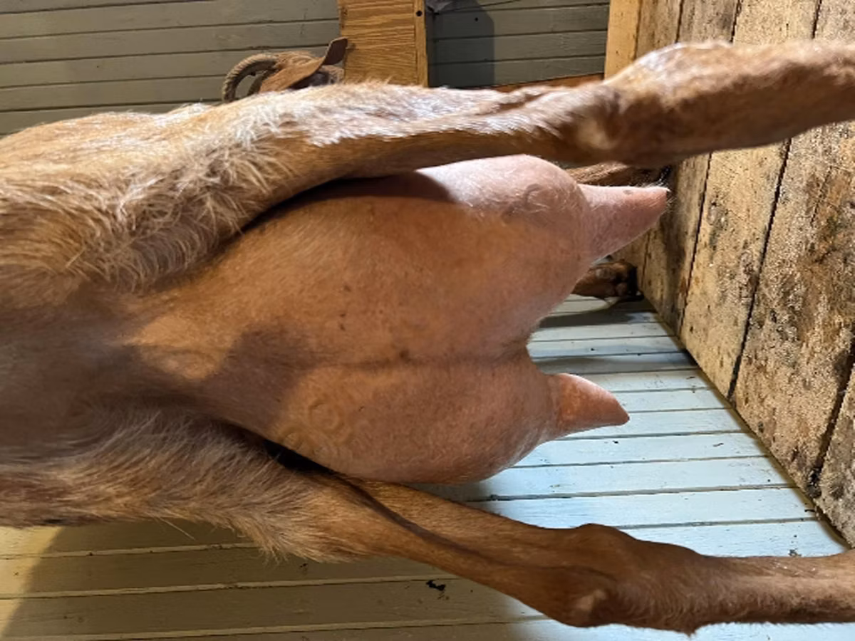 Saanen goat