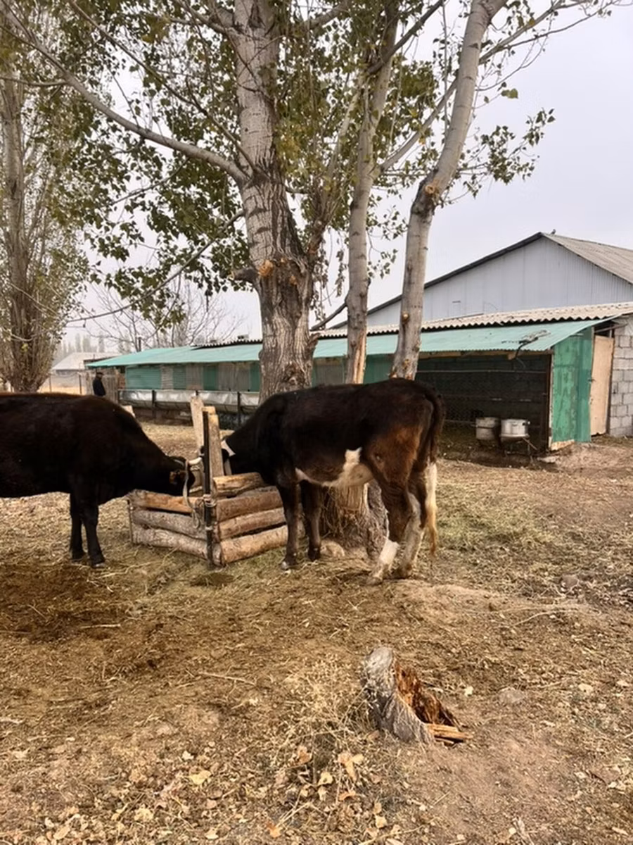 Russian Black pied cattle