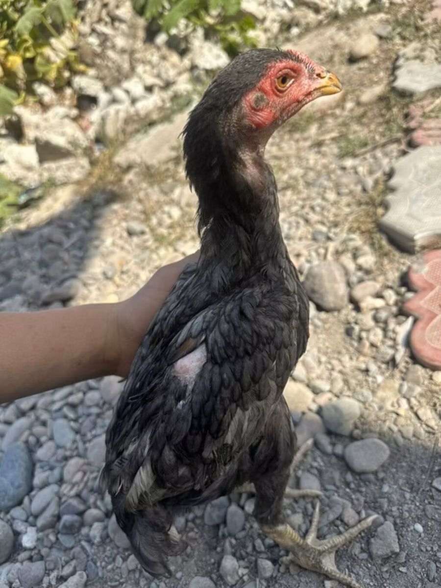 德比郡红冠鸡