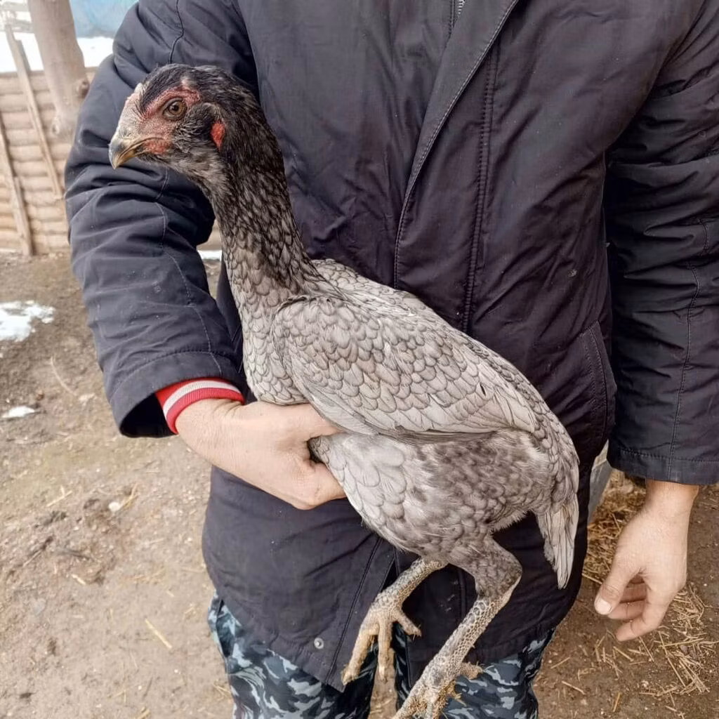 德比郡红冠鸡