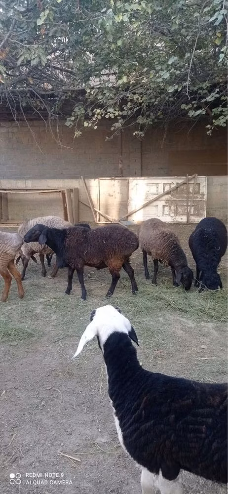 Rhon sheep