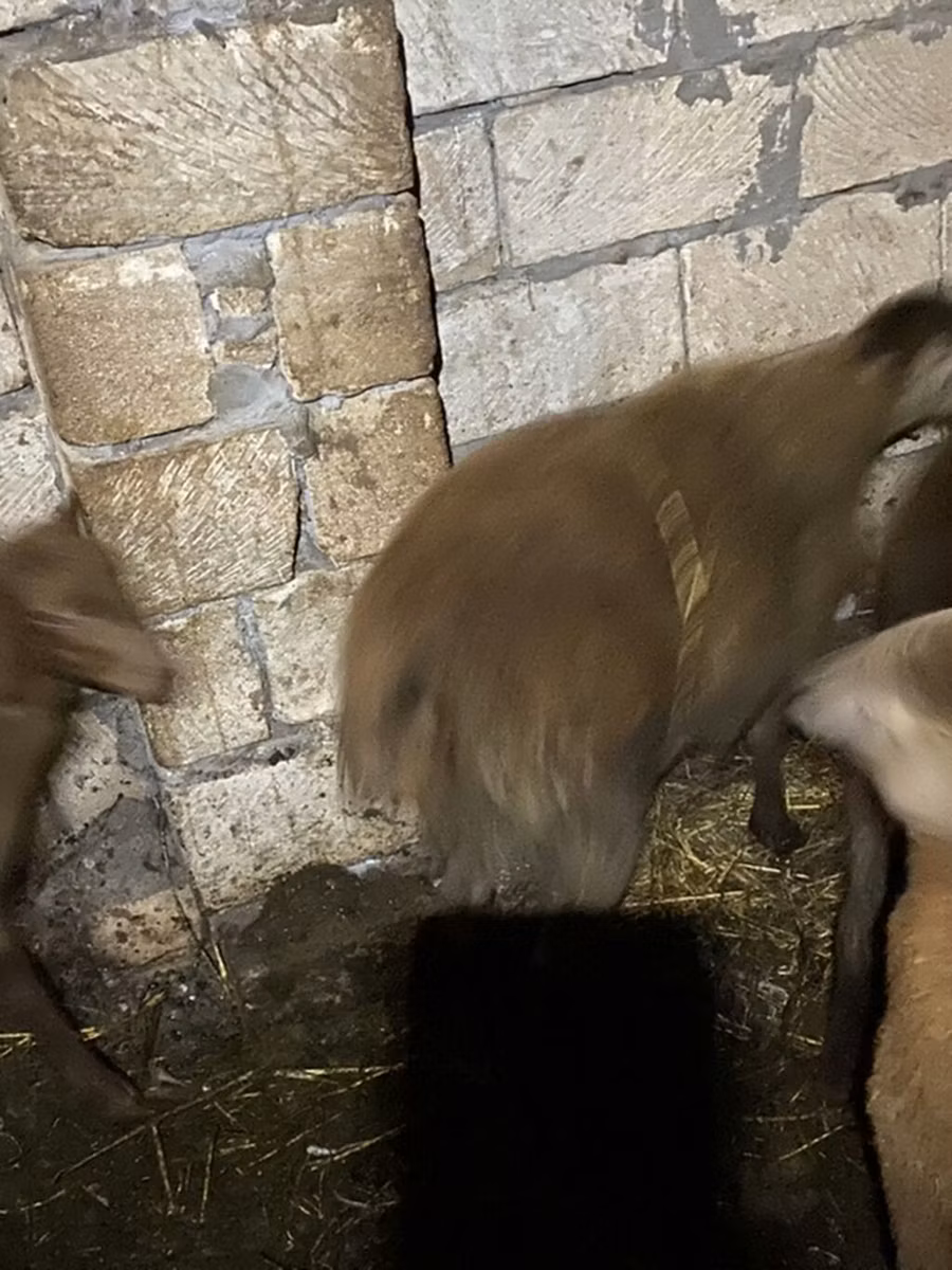 Shirvan sheep