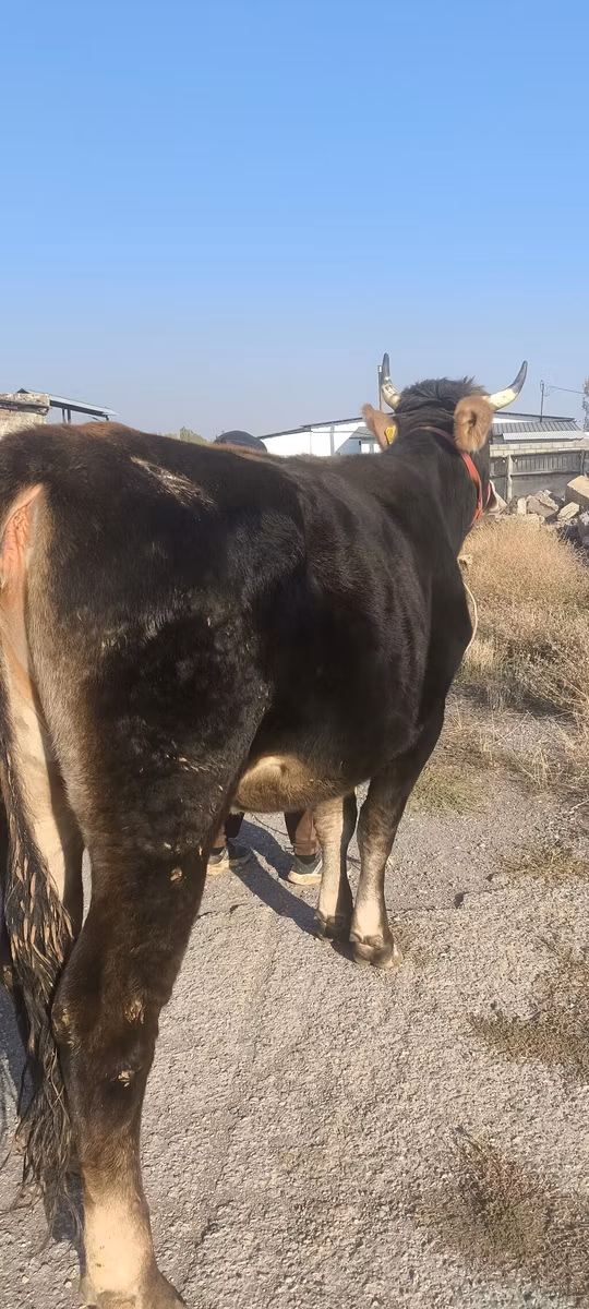 Swiss cattle
