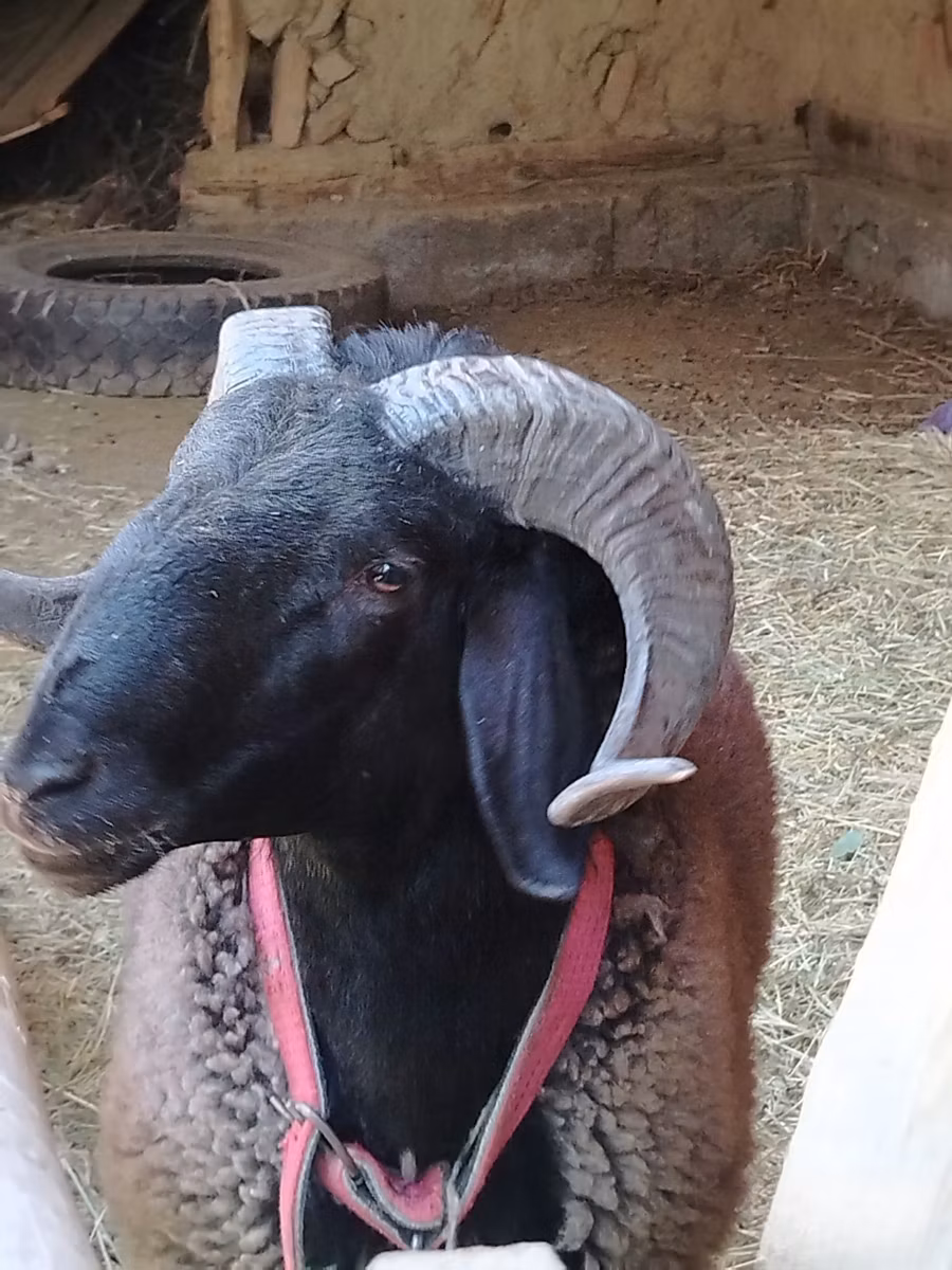 Blackheaded Persian sheep