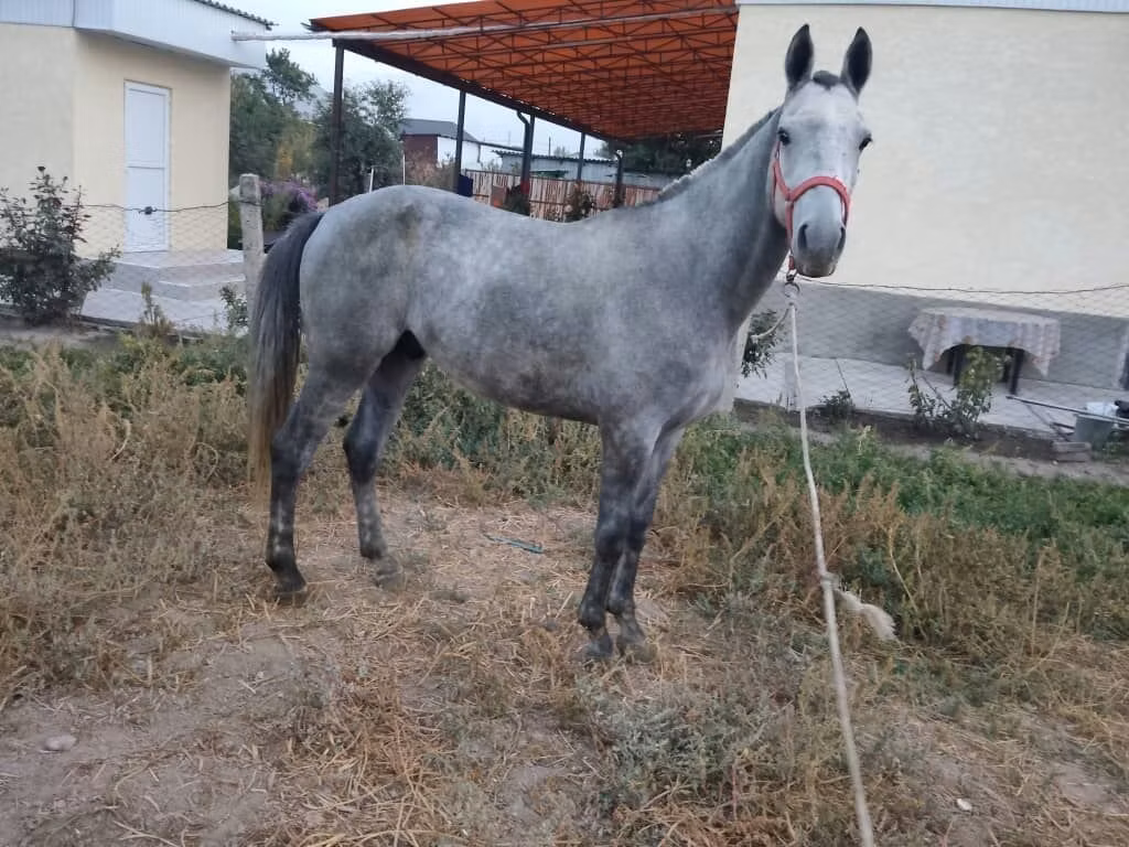 Friesian sport horse