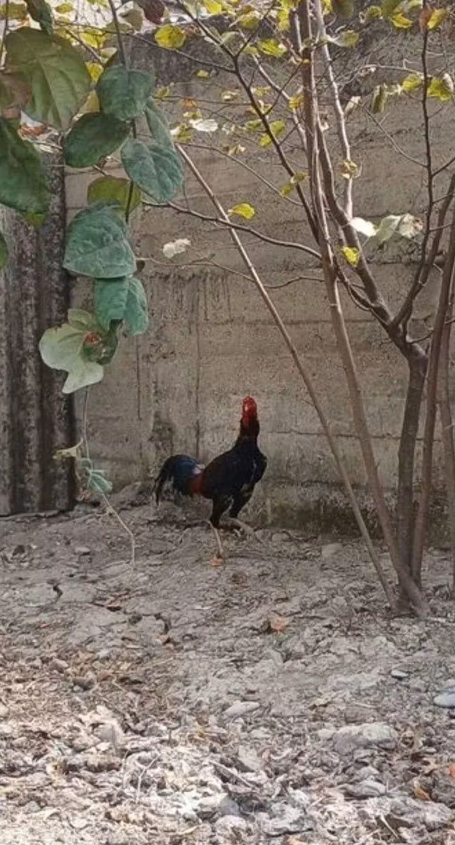 多米南特