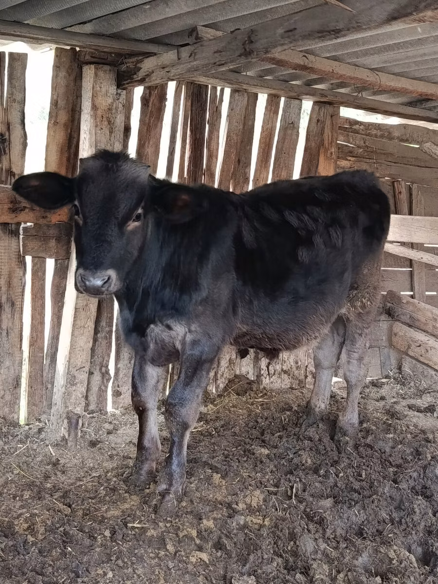 Swiss cattle