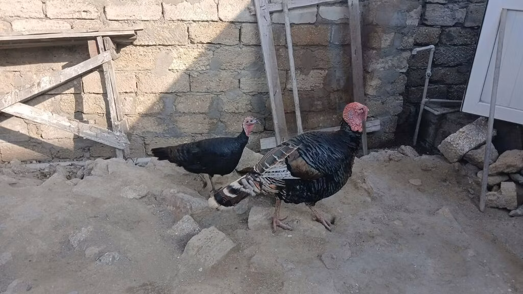 أبيض عريض الصدر
