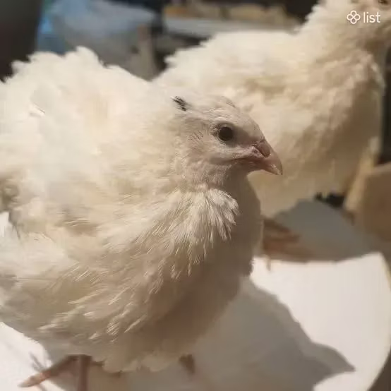 英格兰白