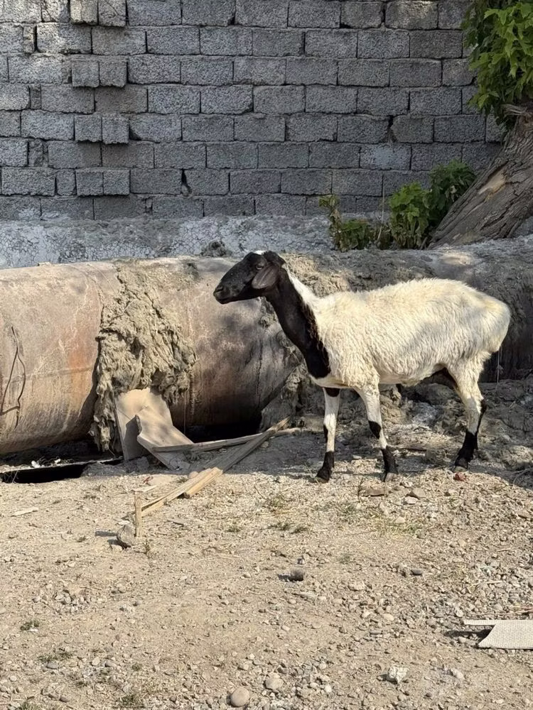 Blackheaded Persian sheep