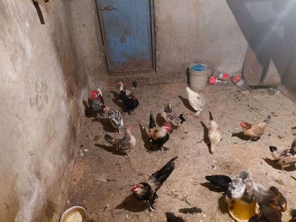 Japanese Bantam