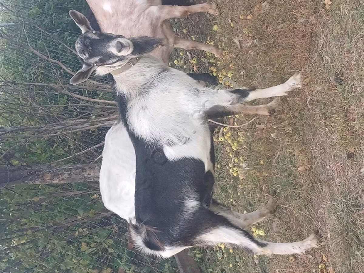 Alpine goat