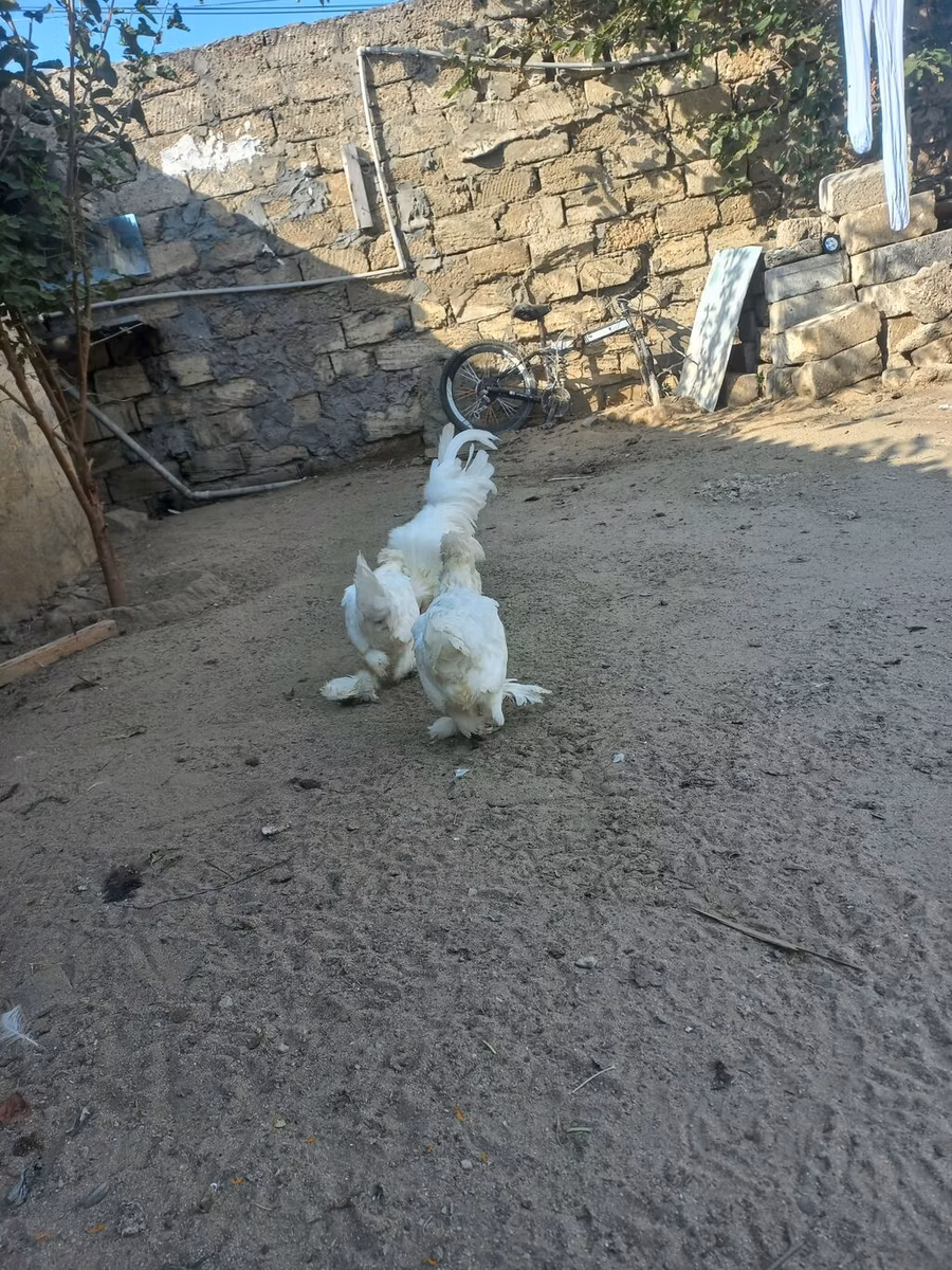 苏丹