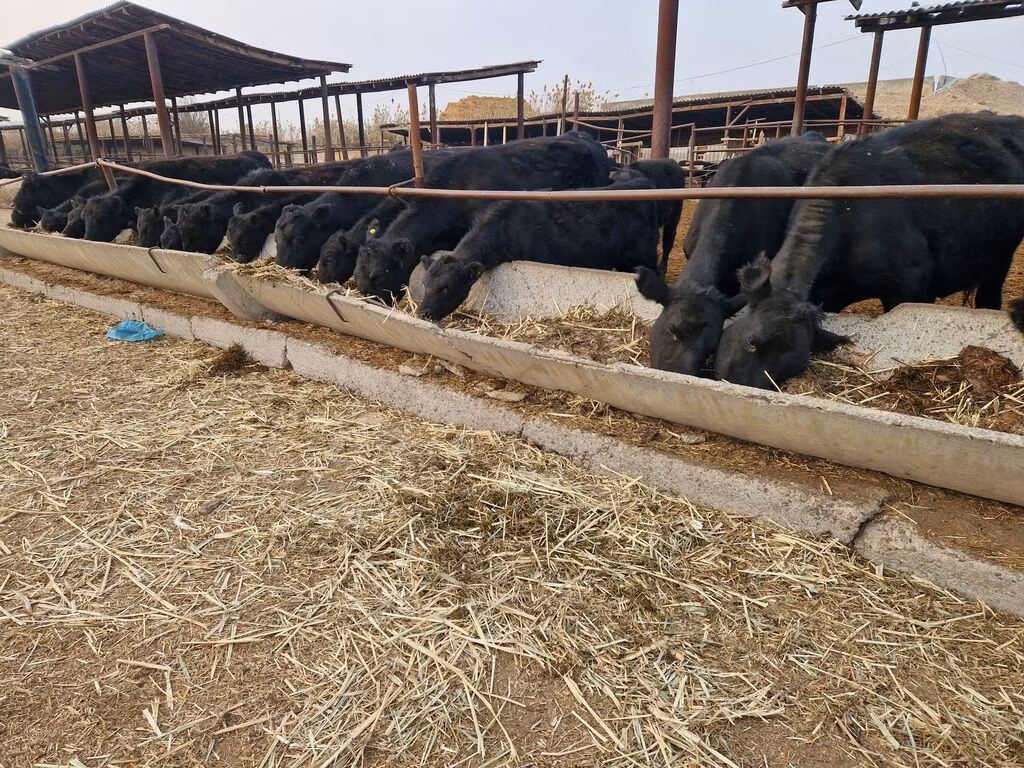 Aberdeen-Angus