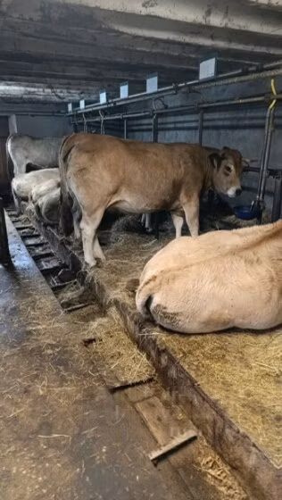 Aubrac cattle