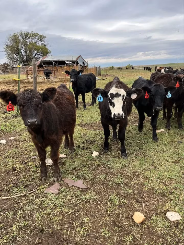 Aberdeen-Angus
