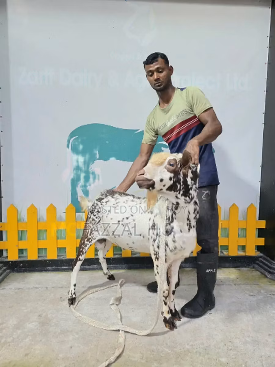 Sicilian Barbaresca sheep