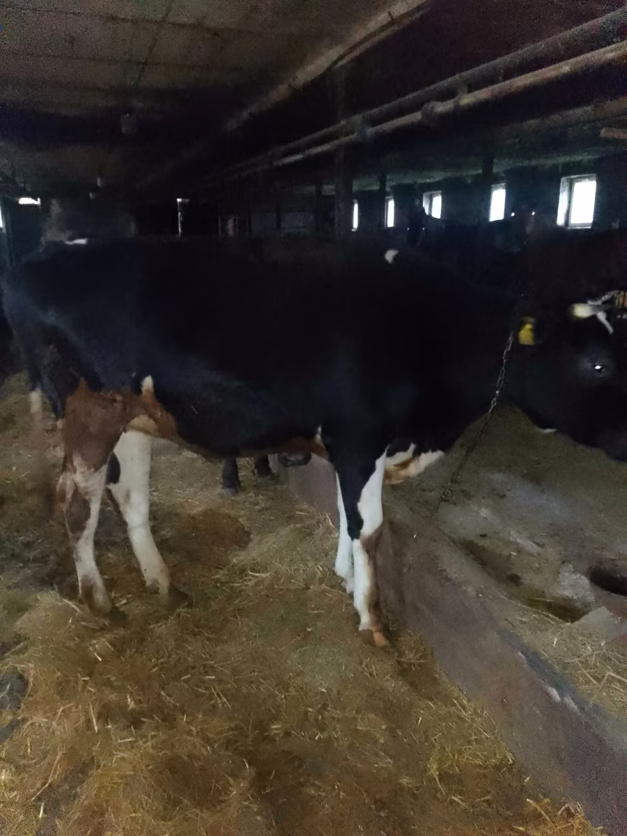 Holstein breed