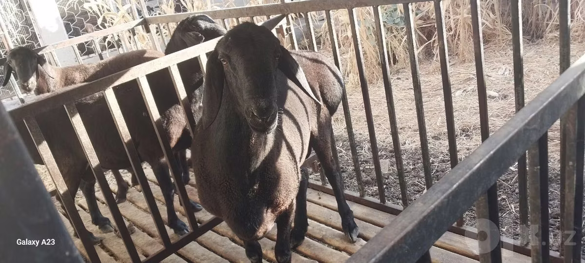 Aland sheep