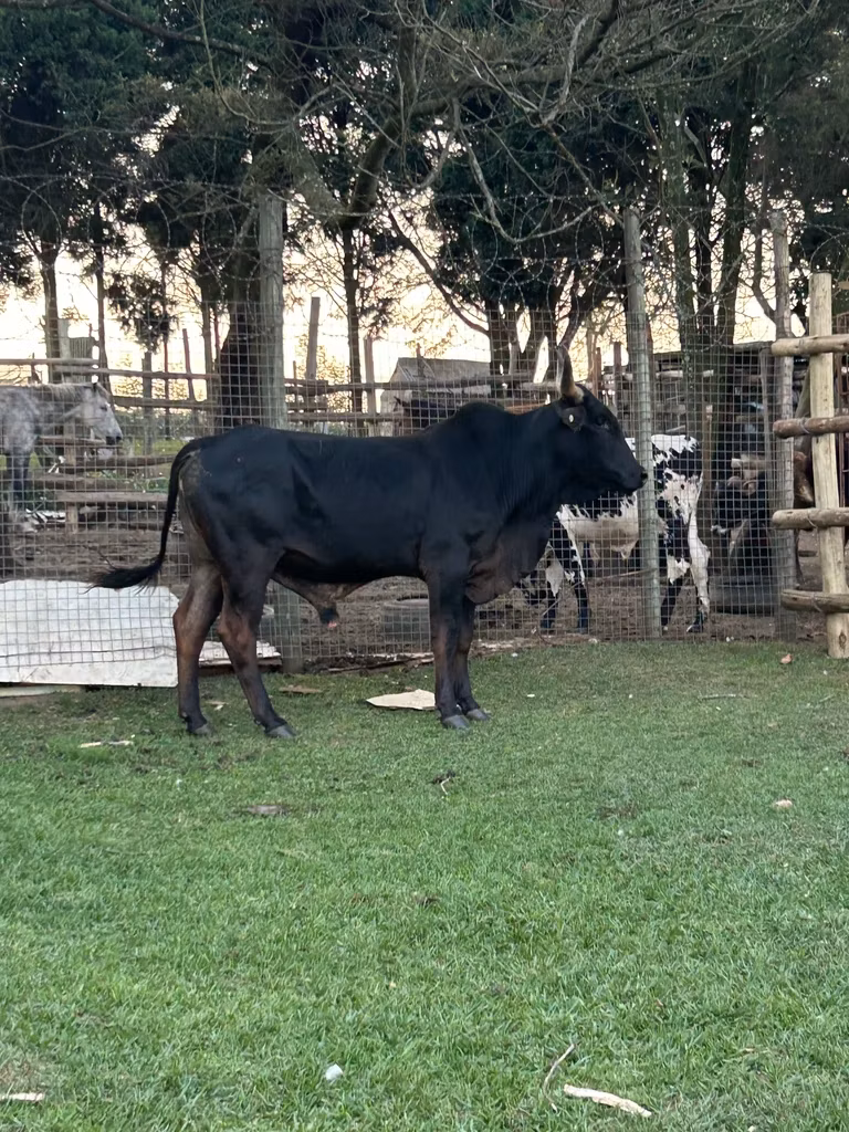 Brahman