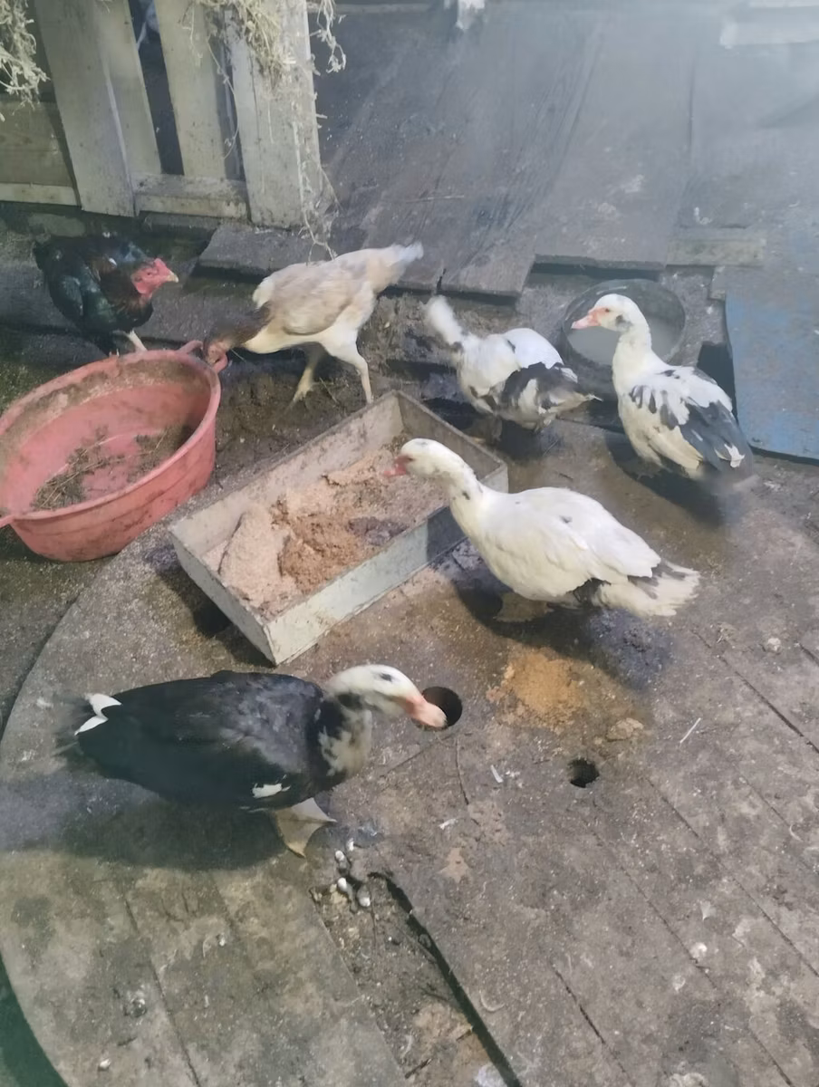 家养麝香鸭