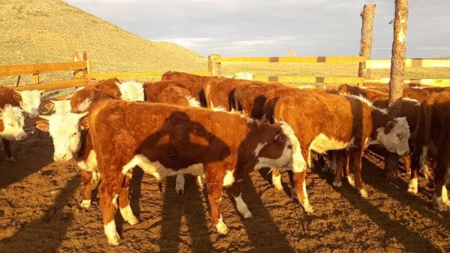 Kazakh White-headed cow