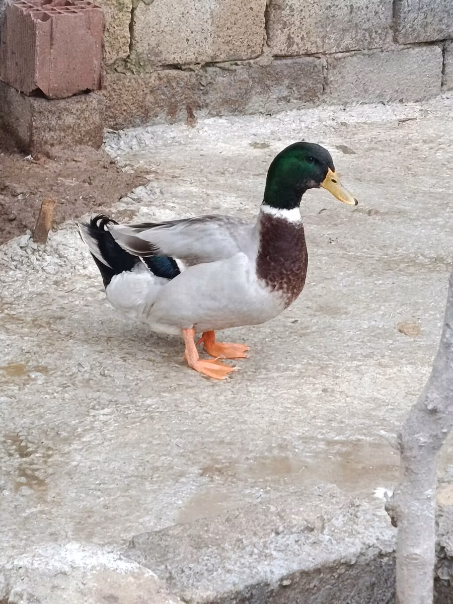 骡鸭