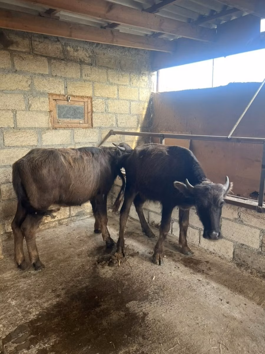 African Buffalo
