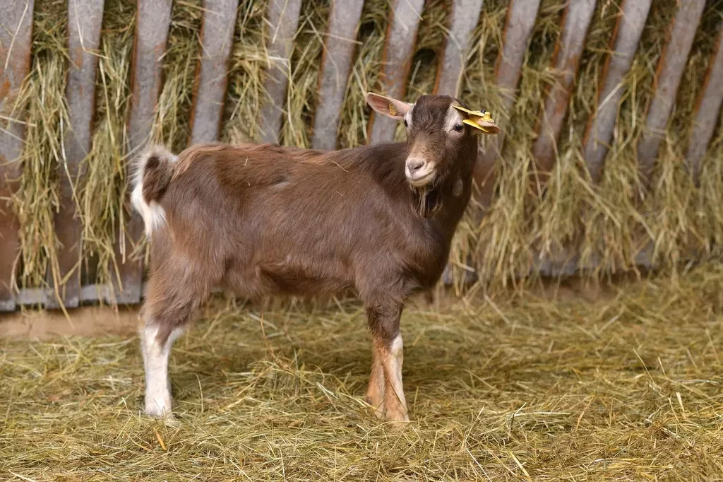 Toggenburg goat