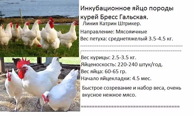 Бресс гаулёз