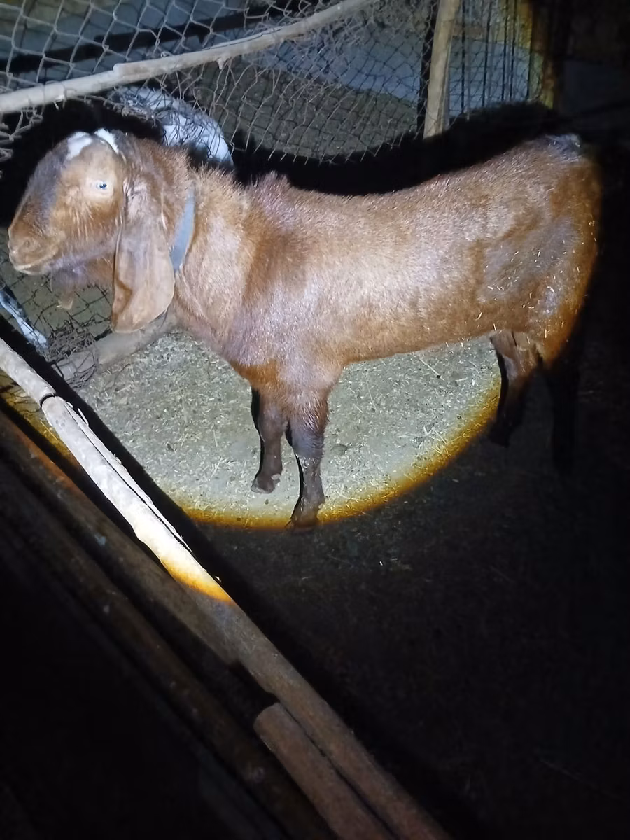 Nubian Goat