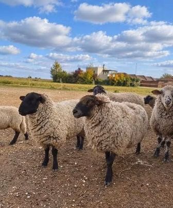 Suffolk sheep