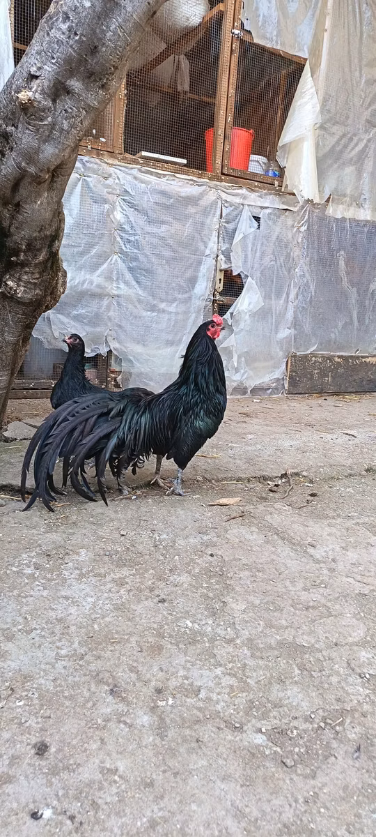 苏门答腊