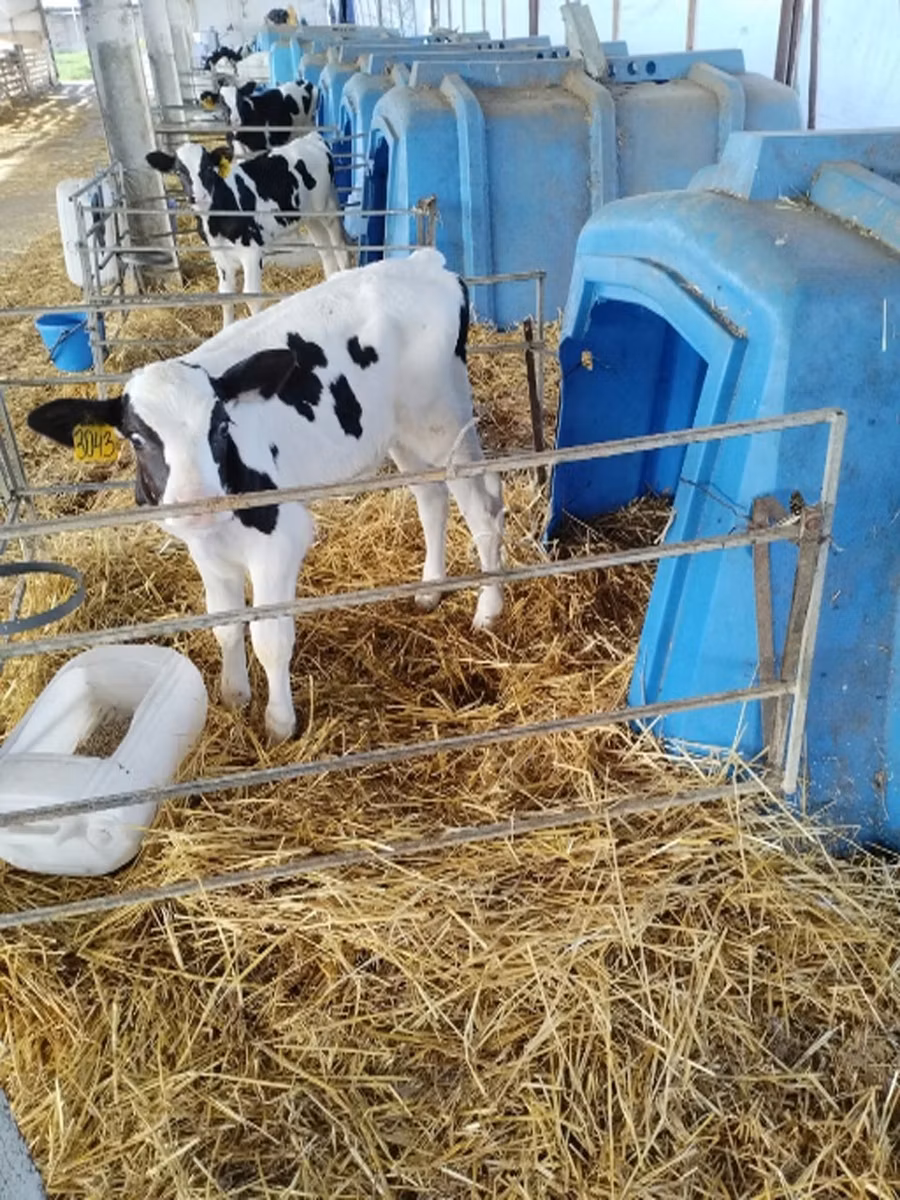 Aberdeen-Angus