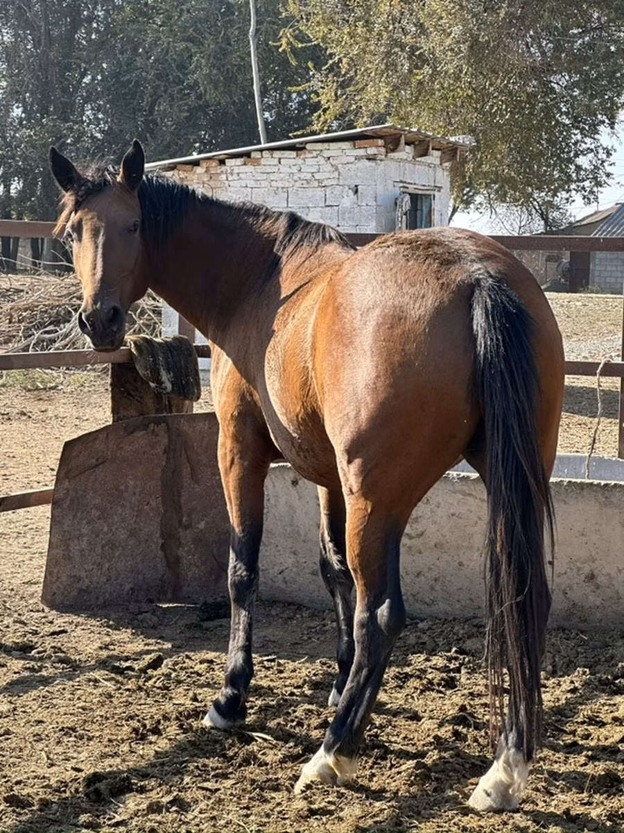Arabian horse