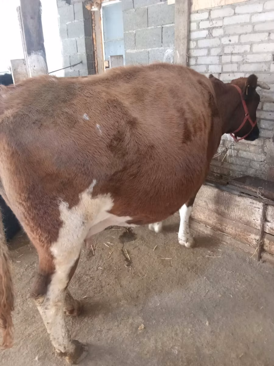 Alatau breed