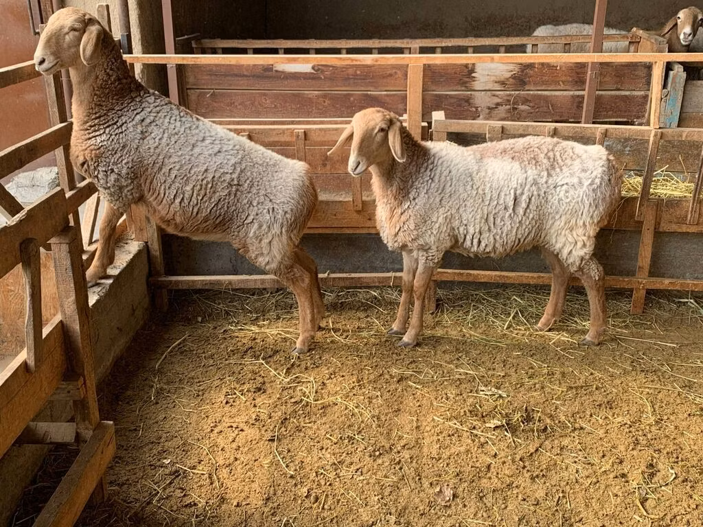 Hissar sheep