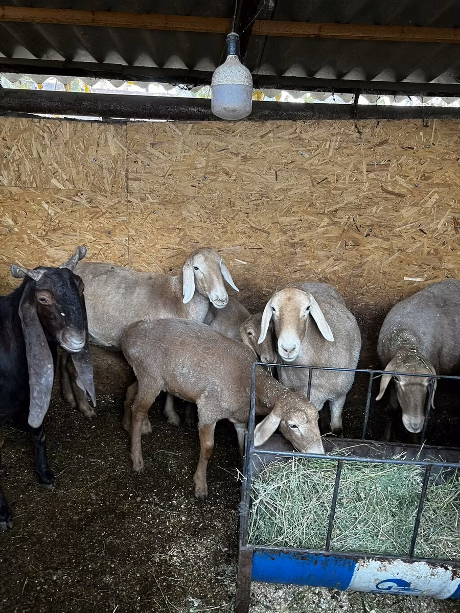 Arashan sheep