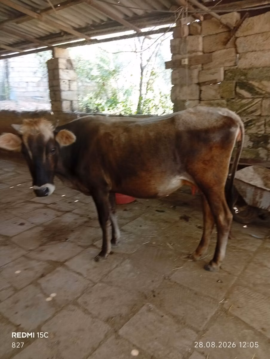 Azerbaijani zebu