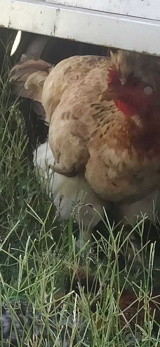 苏丹