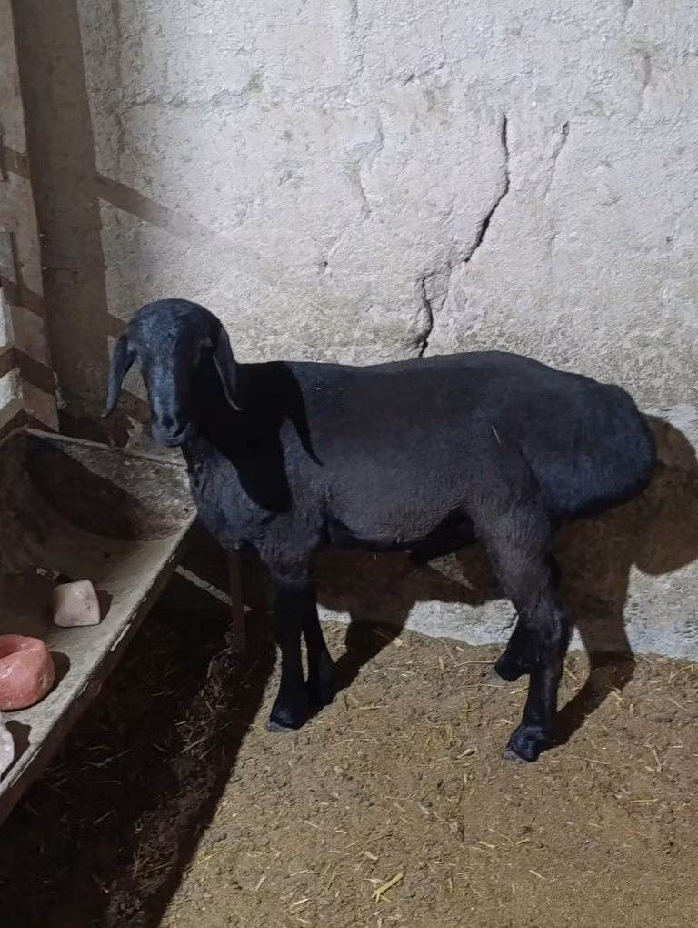 Hissar sheep