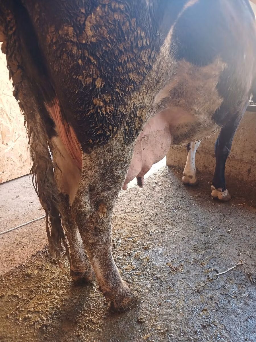 Alatau breed