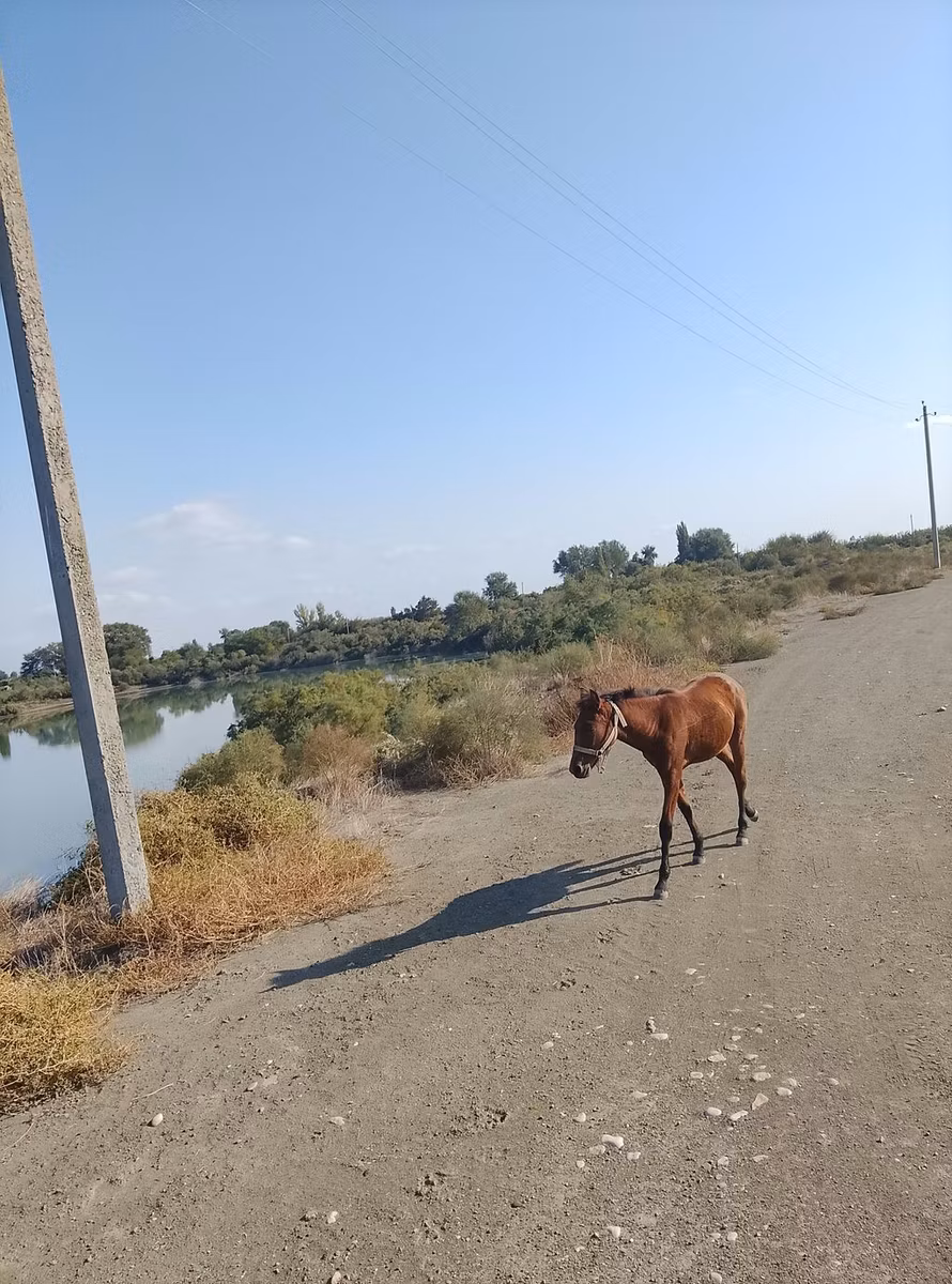 Азербайджанская лошадь