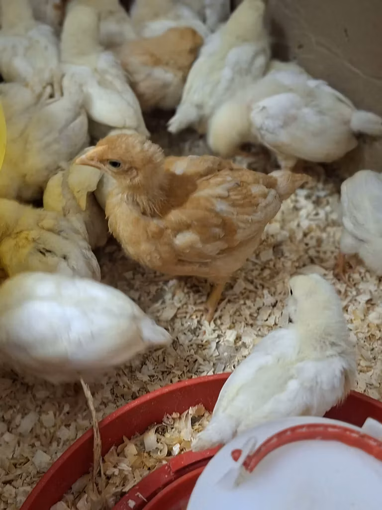 Shamo chickens