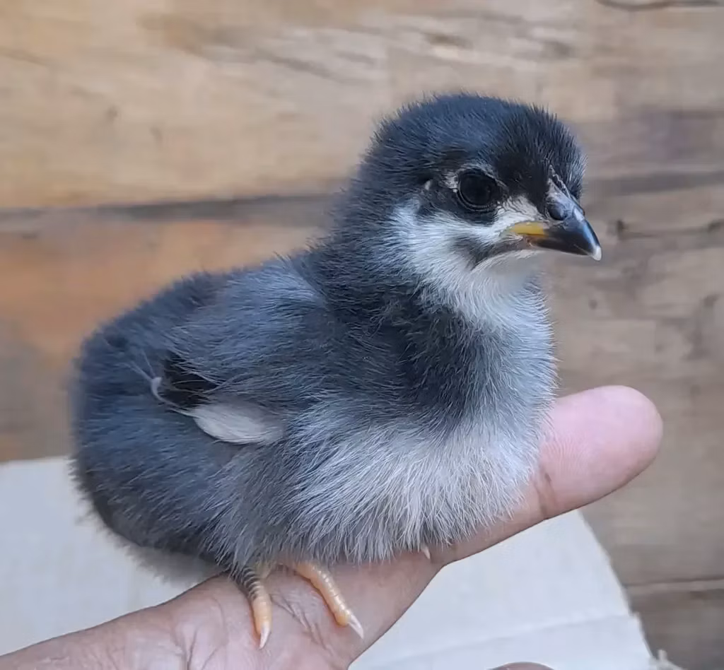 Shamo chickens