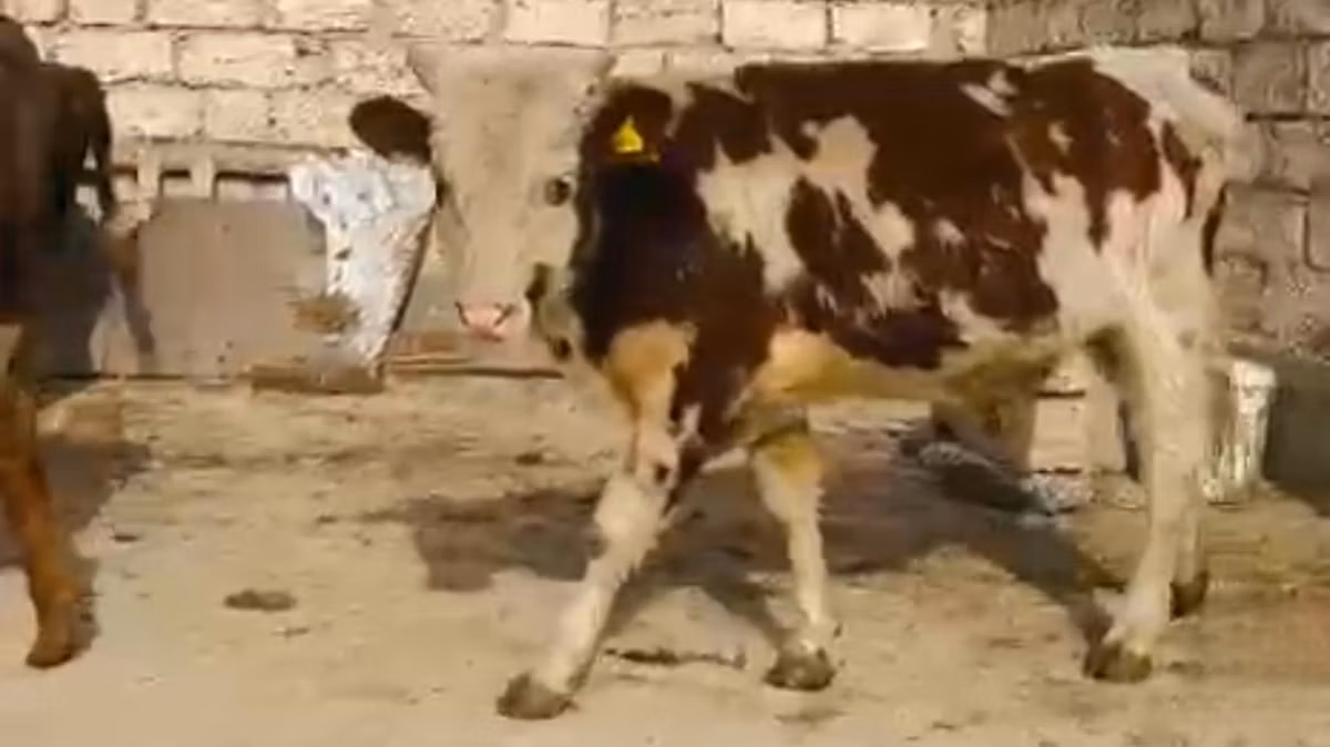 Latvian Blue cattle