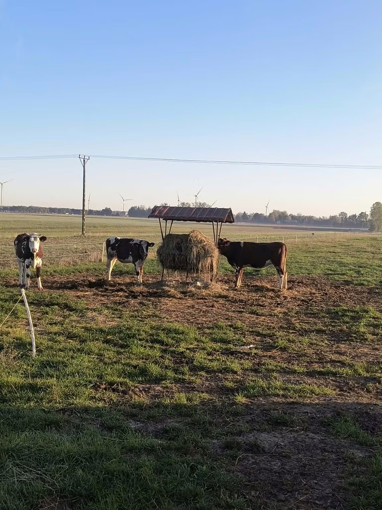 Russian Black pied cattle
