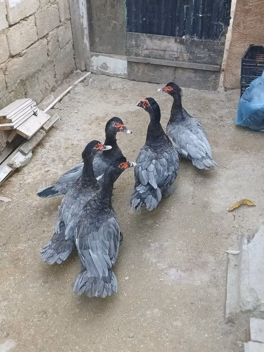 家养麝香鸭