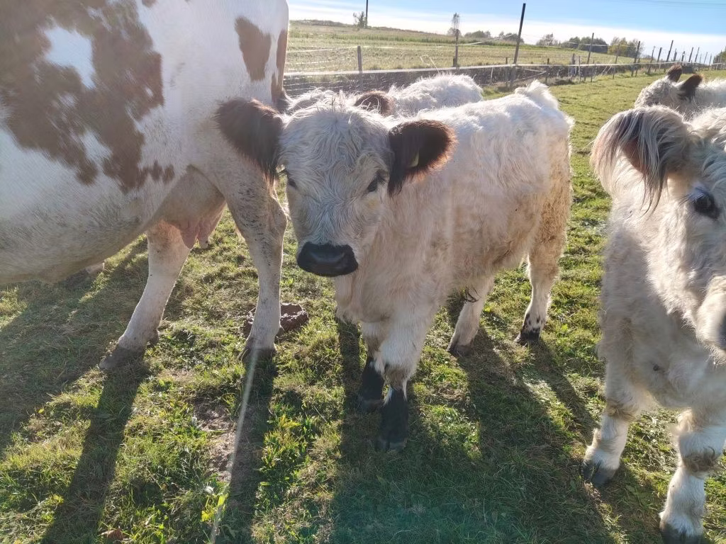 Galloway cow